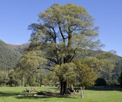 Image: K.A. Ford © Landcare Research 2015 